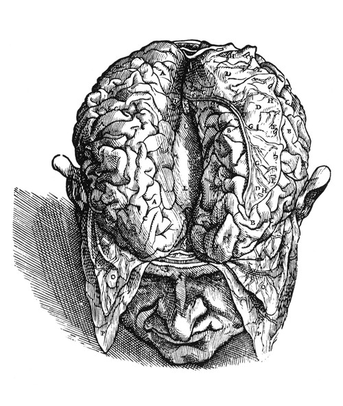 Vesalius: Brain, 1543. /Ndissection Of The Brain (Fig.3). Woodcut From The Seventh Book Of Andreas Vesalius' 'De Humani Corporis Fabrica,' Published In 1543 At Basel. Poster Print by Granger Collection - Item # VARGRC0005316