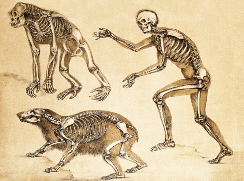 Skeletons of Man, Ape, Bear, 1860 Poster Print by Science Source - Item # VARSCIJB5454