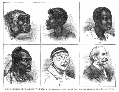 Evolution. /N'Progressive Development Of Man: Evolution Illustrated With The Six Corresponding Living Forms.' A Late-19Th Century Chart Of The Evolution Of Man From Ape To European. Poster Print by Granger Collection - Item # VARGRC0046600
