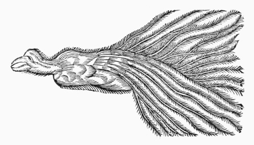 Bird, 16Th Century. /Nbird Of Paradise. Woodcut, 16Th Century. Poster Print by Granger Collection - Item # VARGRC0096519