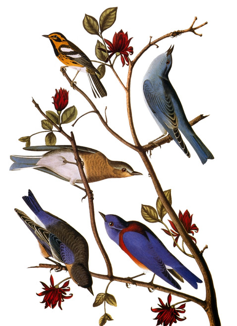 Audubon: Bluebirds. /Nfrom Top: Townsend'S Warbler, Mountain Bluebird, Western Bluebird, From John James Audubon'S 'The Birds Of America,' 1827-1838. Poster Print by Granger Collection - Item # VARGRC0007834