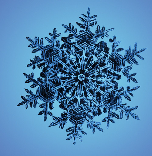Snowflake Poster Print by Science Source - Item # VARSCIBL5113