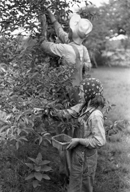 Migrant Farmers, 1940. /Nmigrant Father And Daughter Picking Cherries At A Farm In Berrien County, Michigan. Photograph By John Vachon, July 1940. Poster Print by Granger Collection - Item # VARGRC0108370