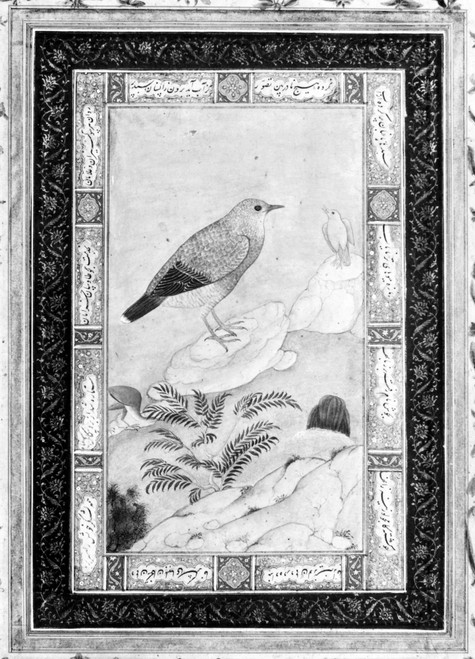 India: Thrushes. /Nthrushes In A Landscape. Mughal Painting, Early 17Th Century. Poster Print by Granger Collection - Item # VARGRC0119806