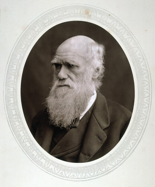 Charles Darwin (1809-1882). /Nenglish Naturalist; Photographed C1878. Poster Print by Granger Collection - Item # VARGRC0029242