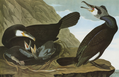 Audubon: Cormorant. /Ngreat Cormorant (Phalacrocorax Carbo). Engraving After John James Audubon For His 'Birds Of America,' 1827-38. Poster Print by Granger Collection - Item # VARGRC0324846