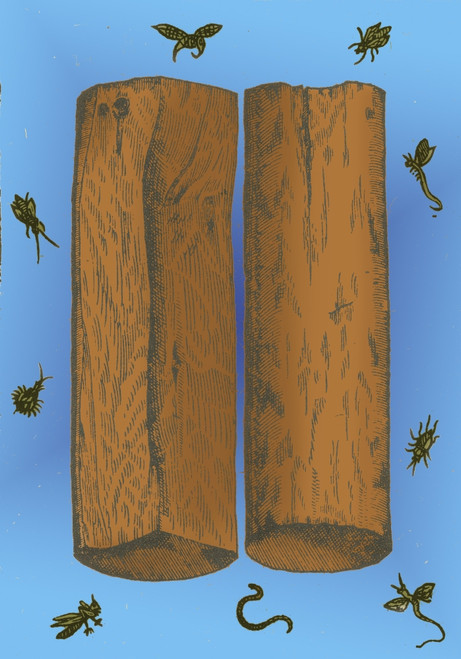 White Sandalwood, Alchemy Plant Poster Print by Science Source - Item # VARSCIBQ4670