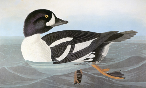 Audubon: Goldeneye. /Nbarrow'S Goldeneye (Bucephala Islandica). Colored Engraving From John James Audubon'S 'The Birds Of America,' 1827-38. Poster Print by Granger Collection - Item # VARGRC0011253