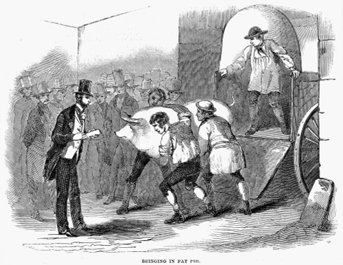 England: Pig, 1850. /N'Bringing In Fat Pig.' Wood Engraving, English, 1850. Poster Print by Granger Collection - Item # VARGRC0079661