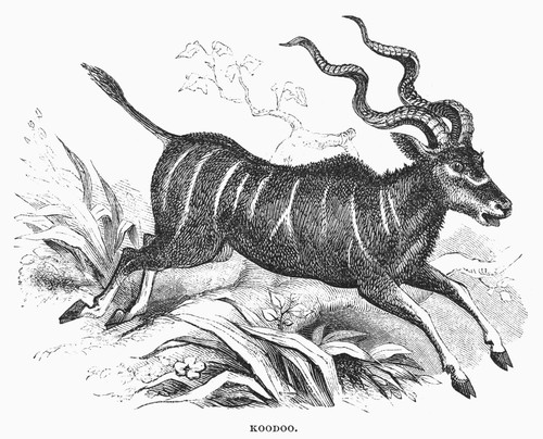East Africa: Kudu. /Ntragelaphus Imberbis. Line Engraving, 19Th Century. Poster Print by Granger Collection - Item # VARGRC0100689