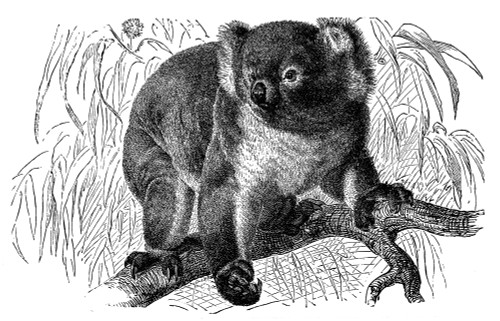 Koala. /Nline Engraving, 19Th Century. Poster Print by Granger Collection - Item # VARGRC0082053