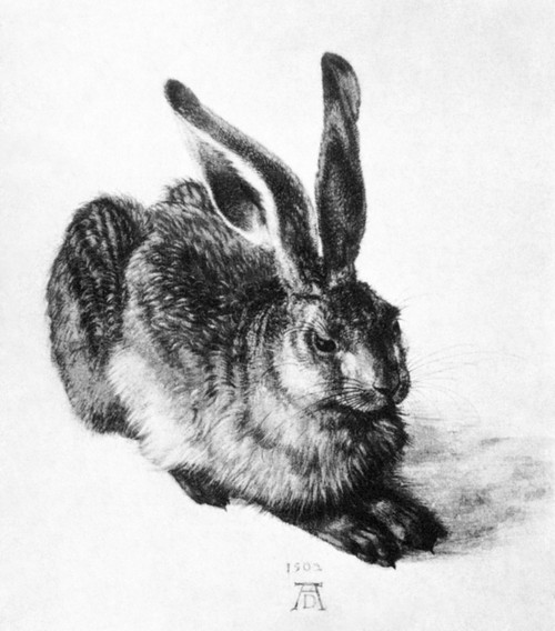 D_Rer: A Young Hare, 1502. /Ndrawing By Albrecht D�rer. Poster Print by Granger Collection - Item # VARGRC0064573