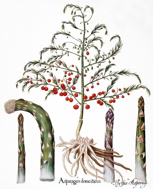 Botany: Asparagus, 1613. /Ncommon Asparagus (Asparagus Officinalis) And Asparagus Shoots: Engraving For Basilius Besler'S 'Florilegium', Published In Nuremberg In 1613. Poster Print by Granger Collection - Item # VARGRC0043686