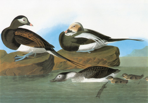 Audubon: Duck. /Nlong-Tailed Duck, Or Oldsquaw (Clangula Hyemalis). Engraving After John James Audubon For His 'Birds Of America,' 1827-38. Poster Print by Granger Collection - Item # VARGRC0325338