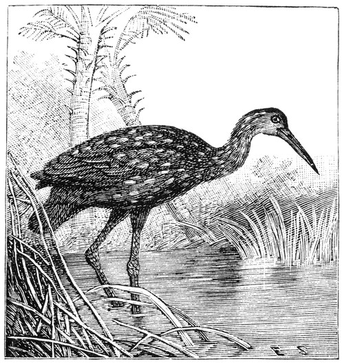 Courlan. /N(Or Limpkin). Poster Print by Granger Collection - Item # VARGRC0082395