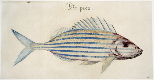 Grunt, 1585. /Nhaemulon Scirius: Watercolor, C1585, By John White. Poster Print by Granger Collection - Item # VARGRC0043731