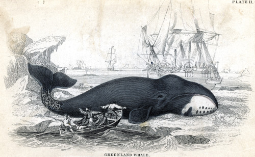Whales & Whaling, C1840. /Nwhalers At Work On The Shores Of Greenland. Colored Etching, English, C1840. Poster Print by Granger Collection - Item # VARGRC0040168
