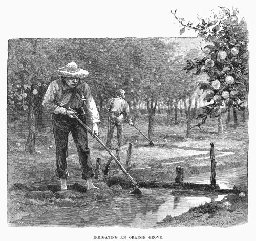 California: Irrigation. /Nirrigating An Orange Grove In Southern California. Line Engraving, 19Th Century. Poster Print by Granger Collection - Item # VARGRC0102147