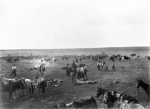 Cowboys, C1904. /Na Group Of Cowboys Branding Cattle On The Open Range Of The Great Plains. Photograph, C1904. Poster Print by Granger Collection - Item # VARGRC0125530