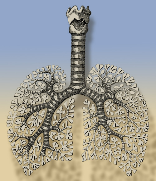 Trachea, Bronchioles, and Alveoli Poster Print by Science Source - Item # VARSCIBJ5648
