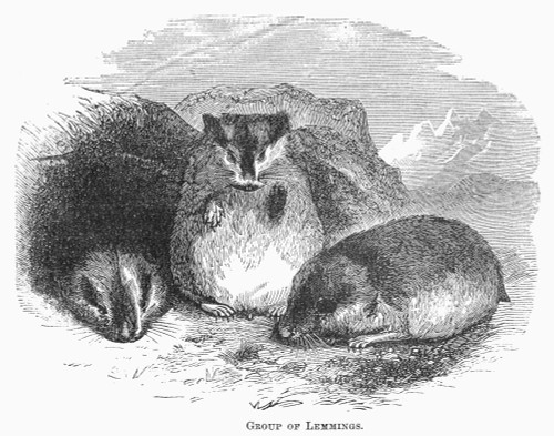 Lemmings. /Nline Engraving, 19Th Century. Poster Print by Granger Collection - Item # VARGRC0101837