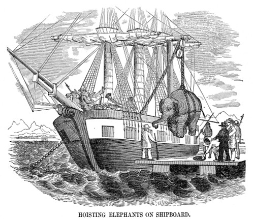 Elephant Hoist. /Nhoisting An Elephant Onto A Ship. Wood Engraving, American, Early 19Th Century. Poster Print by Granger Collection - Item # VARGRC0043418