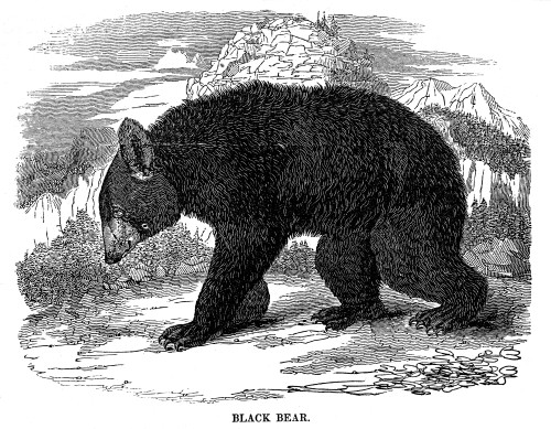 Black Bear. /Nwood Engraving, American, 1835. Poster Print by Granger Collection - Item # VARGRC0033361