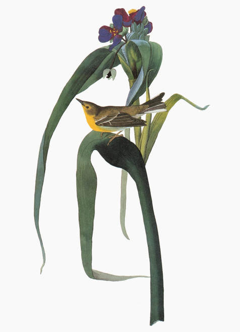 Audubon: Warbler. /Na Young Pine Warbler (Setophaga Pinus, Formerly Dendroica Pinus). Engraving After John James Audubon For His 'Birds Of America,' 1827-38. Poster Print by Granger Collection - Item # VARGRC0351672