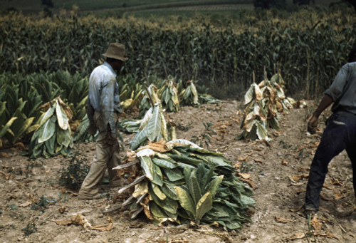 tobacco spear use Sharecroppers Cutting Burley Tobacco And Putting It On Sticks To Wilt  Before Taking It Into The Curing And Drying Barn On The Russell Spears'  Farm History - Item # VAREVCHCDLCGBEC418