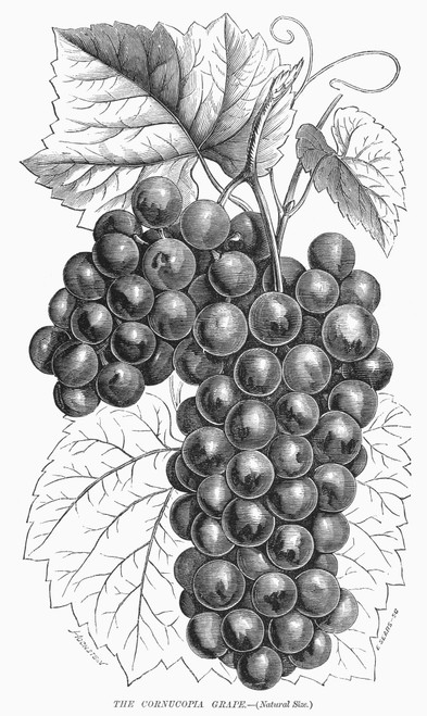 Botany: Grapes. /Nthe Cornucopia Grape. Wood Engraving, 1869. Poster Print by Granger Collection - Item # VARGRC0090898