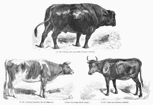 Cattle Breeds, 1856. /Nhornless Angus Bull; Guernsey Cow; Kerry Cow (Ireland). Wood Engravings, French, 1856. Poster Print by Granger Collection - Item # VARGRC0092910