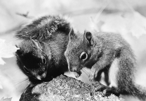 Squirrel. /Nphotographed 20Th Century. Poster Print by Granger Collection - Item # VARGRC0101824