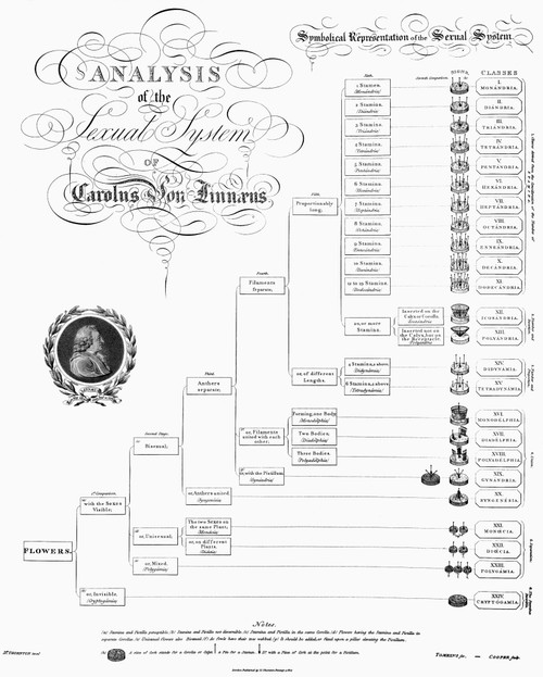 Botany: Classification. /N'Analysis Of The Sexual System Of Carolus Von Linnaeus.' Diagram Of Linnaeus' Sexual System Of Classifying Flowers, C1807. Poster Print by Granger Collection - Item # VARGRC0121097