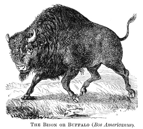 The Buffalo. /Nthe Bison Or American Buffalo: American Wood Engraving, 19Th Century Poster Print by Granger Collection - Item # VARGRC0066362