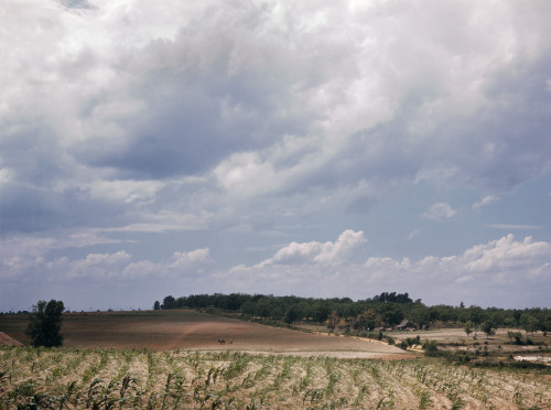 Georgia: Corn Field, 1941. /Na Corn Farm In Greene County, Georgia. Photograph By Jack Delano, May Or June, 1941. Poster Print by Granger Collection - Item # VARGRC0122969
