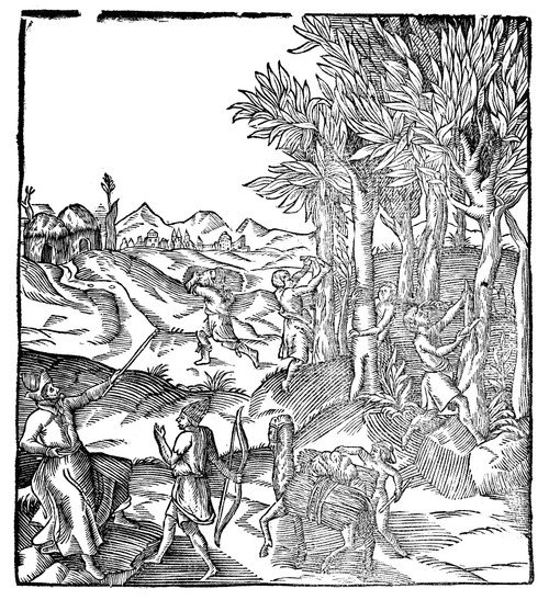 Par_: Cinnamon, C1575. /Npeeling Bark From Cinnamon Trees. Wood Engraving From Abroise Par_'S 'Ouvres,' C1575. Poster Print by Granger Collection - Item # VARGRC0323321