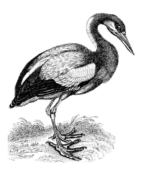 Common Stork. Poster Print by Granger Collection - Item # VARGRC0082397
