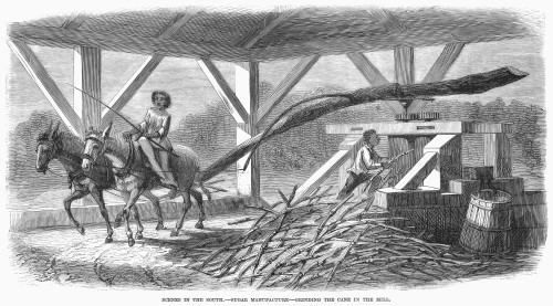 South: Sugar Plantation. /N'Grinding The Cane In The Mill.' A Sugar Plantation In Louisiana. Wood Engraving, American, 1871. Poster Print by Granger Collection - Item # VARGRC0089225