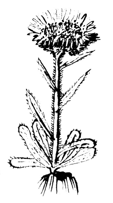 Linnaeus: Illustration. /Ncarolus Linnaeus (1707-1778), Swedish Physician And Botanist. Linnaeus' Drawing Of Fleabane (Erigeron Uniflorus). Poster Print by Granger Collection - Item # VARGRC0017837