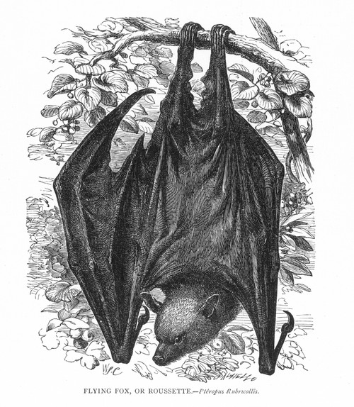 Flying Fox, Or Roussette /N(Pteropus Rubricollis). Poster Print by Granger Collection - Item # VARGRC0064920