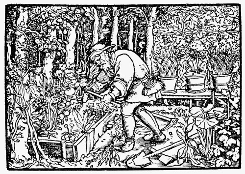 The Gardener, 1550. /Nwoodcut, German, C1550. Poster Print by Granger Collection - Item # VARGRC0076464