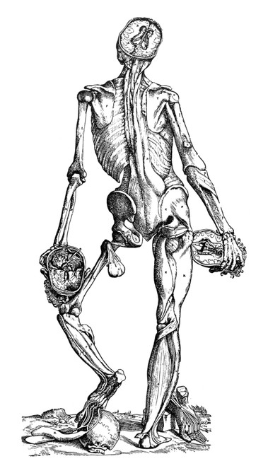 Vesalius: Muscles, 1543. /Nfourth Plate Of Muscles. Woodcut From The Second Book Of Andreas Vesalius' 'De Humani Corporis Fabrica,' Basel, Switzerland, 1543. Poster Print by Granger Collection - Item # VARGRC0038614