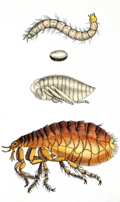 Dog Flea, Lifecycle, Illustration Poster Print by Science Source - Item # VARSCIJB5470