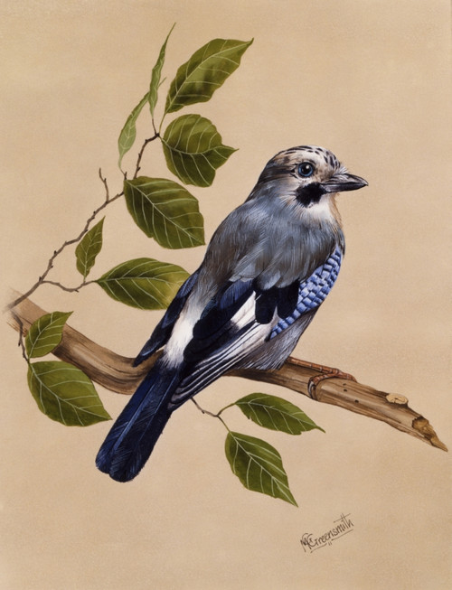 A Jay On A Perch Poster Print By Malcolm Greensmith ® Adrian Bradbury/Mary Evans - Item # VARMEL10271299