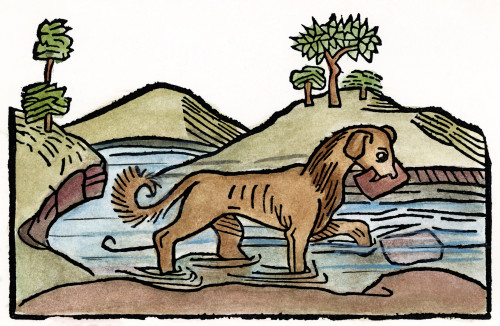 Aesop: Dog & Shadow, 1484. /N'The Dog And His Shadow.' Woodcut From 'Les Subtiles Fables D'Esope,' Lyon, 1484. Poster Print by Granger Collection - Item # VARGRC0054588