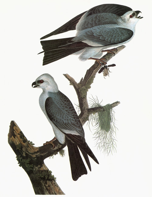 Audubon: Kite. /Nmississippi Kite (Ictinia Mississippiensis). Engraving After John James Audubon For His 'Birds Of America,' 1827-38. Poster Print by Granger Collection - Item # VARGRC0325696