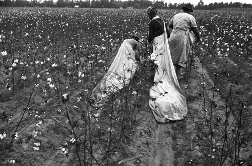 Cotton Picker, 1935. /Nafrican American Migrant Workers Picking Cotton, Pulaski County, Arkansas. Photograph By Ben Shahn On October 1935. Poster Print by Granger Collection - Item # VARGRC0119018