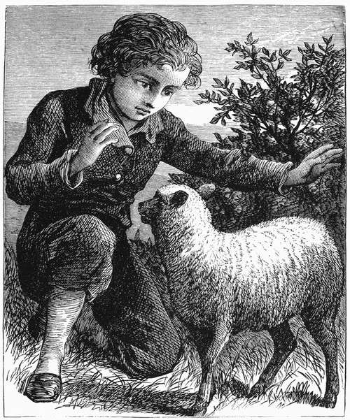 Boy And Lamb, 19Th Century. /Nwood Engraving, American, Late 19Th Century. Poster Print by Granger Collection - Item # VARGRC0001168