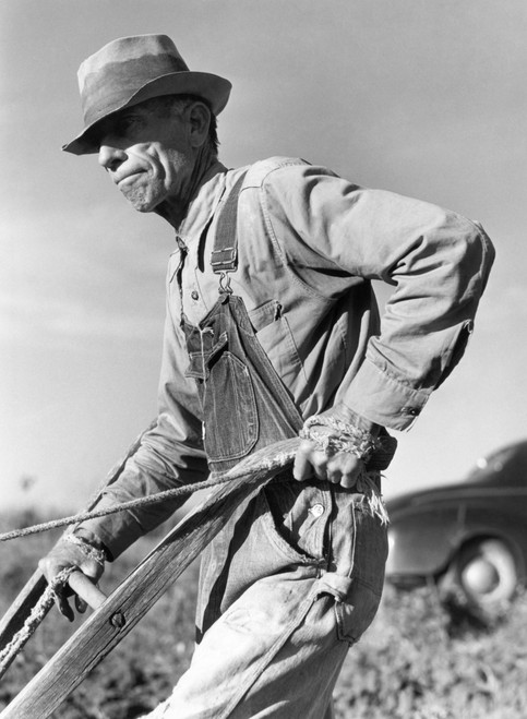 Sharecropper, 1941. /Na Tenant Farmer Plows Sweet Potatoes, Greene County, Georgia. Photograph, 1941, By Jack Delano. Poster Print by Granger Collection - Item # VARGRC0034473