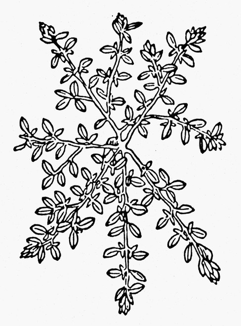 Botany: Thyme, 1485. /Nthymus Serpyllum. Woodcut From Peter Sch_Ffer'S 'Hotus Sanitatis.' Poster Print by Granger Collection - Item # VARGRC0076420